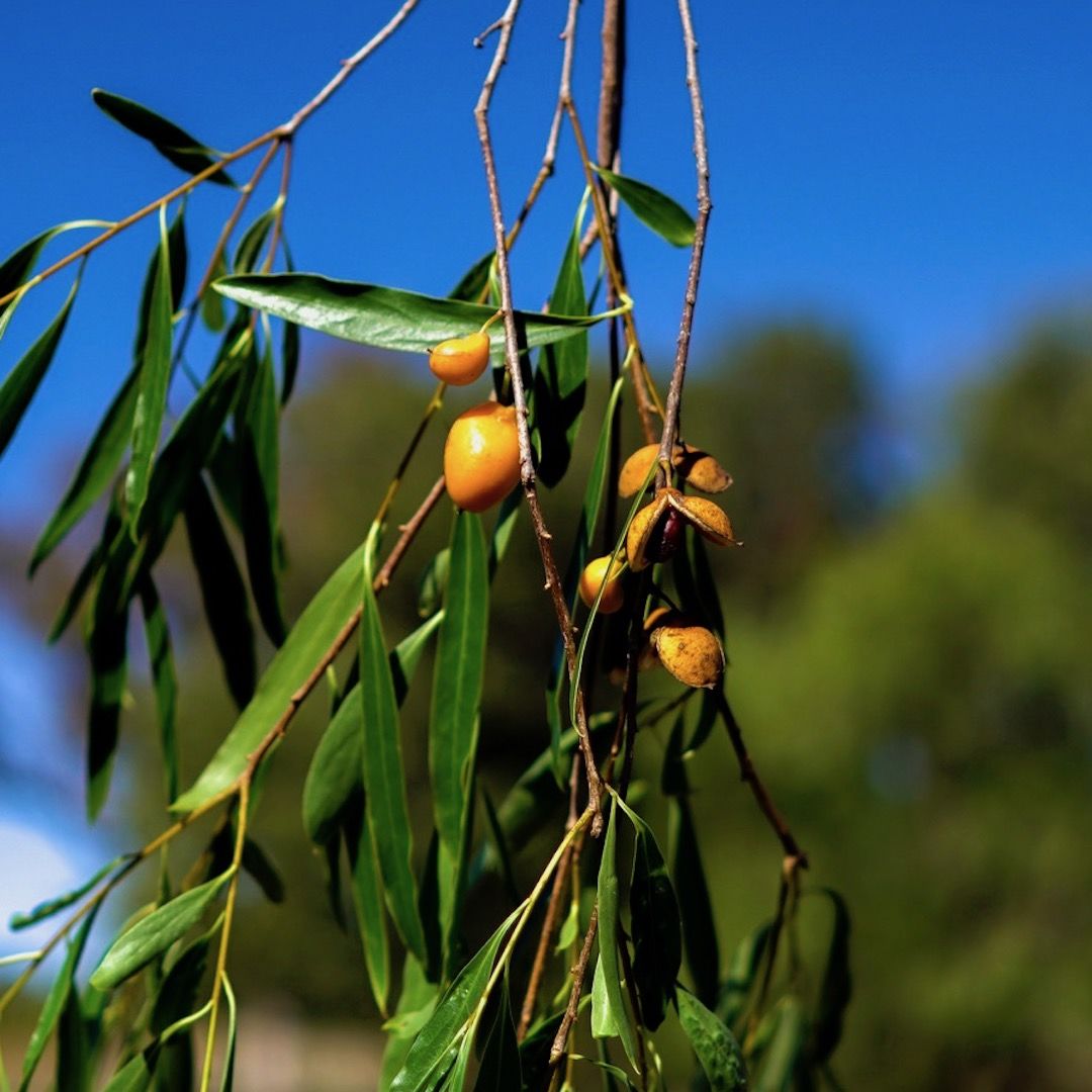 The History of Gumbi