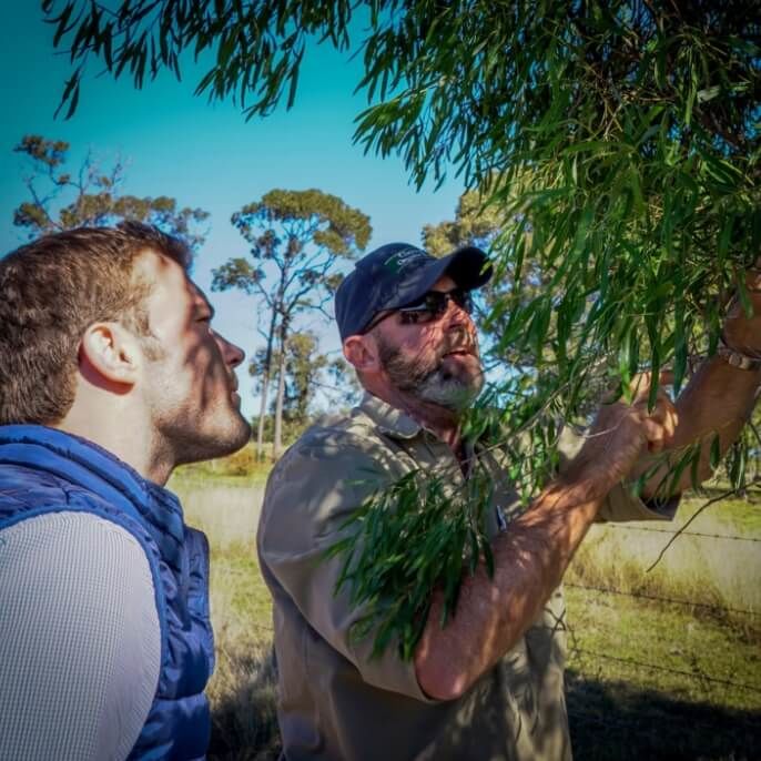 One of our experienced Gumby Gumby (Gumbi Gumbi) farmers tending to the wild Gumby Gumby trees on our Queensland based organic farm. 